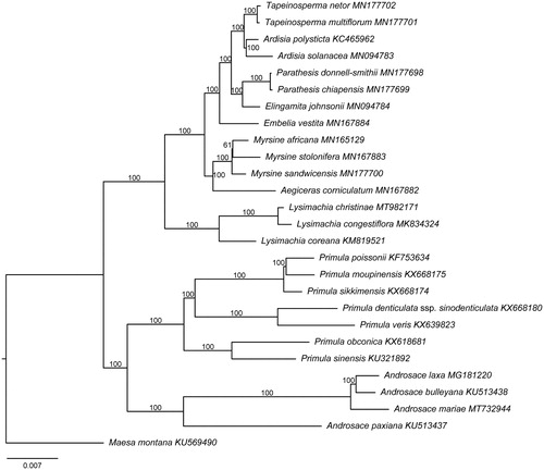 Figure 1. Phylogenetic relationships of Primulaceae inferred from maximum likelihood method based on 79 shared protein-coding genes. The node labels are the ML bootstrap values based on 1000 replicates.