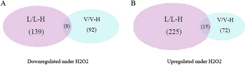 Figure 2. Venn diagram representing the overlap of H2O2-specific differentially expressed proteins in vector control and LCMT1-overexpressing cells. (A) Proteins downregulated under H2O2 stress. (B) Proteins upregulated under H2O2 stress.