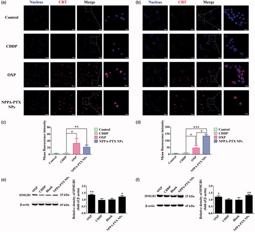 Figure 3. Immunogenic cell death with NPPA-PTX NPs in vitro. CLSM fluorescence images of calreticulin (CRT) expression on the surface of MDA-MB-231 cells (a) or 4T1 cells (b) treated with cisplatin (CDDP) (150 μM), oxaliplatin (OXP) (300 μM) and NPPA-PTX NPs (10 μM). Corresponding fluorescence intensity quantitative analysis of CRT expression on MDA-MB-231 cells (c) and 4T1 cells (d) (n = 3, mean ± SEM was shown, *p < .05, **p < .01, ***p < .001). Following the incubation with different drugs as above, the expression level of high mobility group box 1 (HMGB1) on MDA-MB-231 (e) or 4T1 (f) cells were determined by western blot and analyzed by ImageJ 1.51j8 software (n = 3, mean ± SEM was shown, *p < .05, **p < .01, compared with CDDP treatment group).