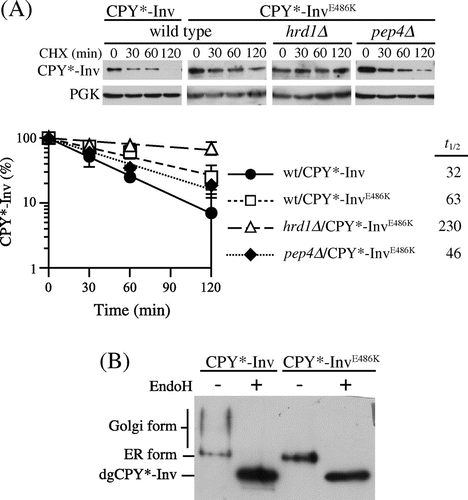 Fig. 4. Invertase domain in CPY*-Inv acted as an ER exit signal.Note: (A) CHX chase experiments were run to monitor the degradation of CPY*-InvE486 K in the wild-type (YKS12), hrd1∆ (YKS54), and pep4∆(YKS28) cells, as described in Fig. 1(C). (B) pep4∆ cells (YKS28) expressing CPY*-Inv or CPY*-InvE486 K were grown to early log phase, and cell extracts were prepared. Samples were then analyzed by immunoblotting with anti-CPY antiserum.