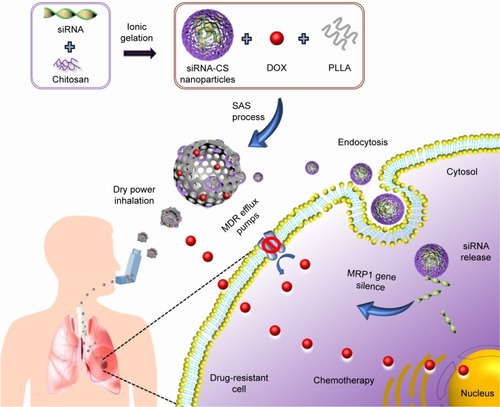 Figure 1 Schematic illustration representing the outline of synthesis and pulmonary codelivery of DOX and MRP1 siRNA.Abbreviations: DOX, doxorubicin hydrochloride; MDR, multidrug resistance; MRP, MDR-associated proteins; PLLA, poly-l-lactide; siRNA, short-interfering RNA; siRNA-CS, siRNA-loaded chitosan; SAS, supercritical antisolvent.