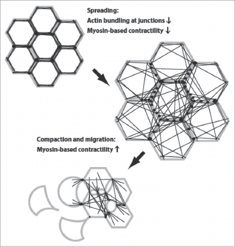 Figure 1. Changes in cell morphology and actin organization during epithelial scattering. Cells, with plasma membrane in gray, points of adhesion-actin connection as black spots, and actin cables as black lines, undergo a cell spreading phase that is accompanied by rearrangement of the actin cytoskeleton from a circumferential, highly bundled actin organization into transcellular networks. Spread colonies of cells then undergo subsequent actomyosin-based contractility that ruptures cell-cell adhesions and allows detachment of individual cells.