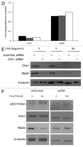 Figure 1D–F. (D) Chk1 and Mad2 mRNA expression in U2OS (black bars), OVCAR-8 (gray bars) and OVCA-432 (white bars) by real-time PCR 72 h after transfection with siRNA Chk1. Chk1 and Mad2 expression levels are normalized to the internal mRNA levels of actin and are represented as the fold change from scramble transfected samples. (E) Western blot analysis of Chk1, Mad2 and β-tubulin in U2OS cells transfected with either scramble or Chk1 siRNA and 72 h post-transfection either untreated or treated with CHX 30 µg/ml for 3 and 24 h. (F) Western blot analysis of Mad2, pS317-Chk1, Chk1 and β-tubulin in OVCA-432 and A2780 cells 72 h after treatment with 35 or 150 nM of the Chk1 inhibitor PF-00477736 compared with untreated cells.