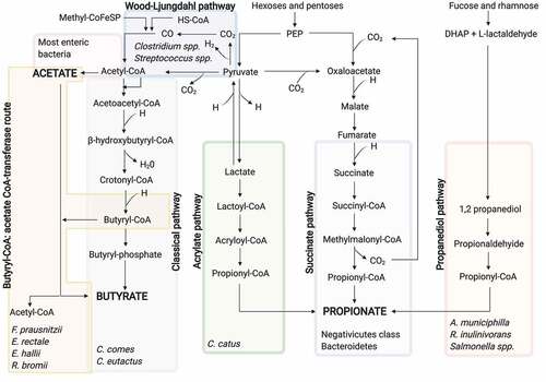 Figure 2. SCFA biosynthesis pathways from the dietary carbohydrate fermentation and the major SCFA-producing bacteria for each pathway