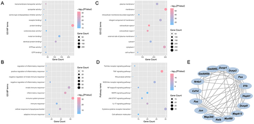 Figure 4 GO and KEGG enrichment results of 903 DEGs. (A) The molecular function enrichment in GO analysis results. (B) The biological process in GO analysis. (C) The cellular component in GO analysis. (D) The KEGG pathways analysis results. Significantly enriched KEGG pathways included the TNF signaling pathway and the MAPK signaling pathway. (E) The PPI network of MAPK signaling pathway.