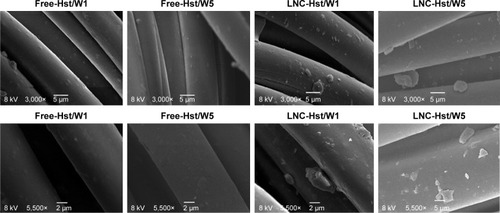 Figure 9 Scanning electron micrographs of nanoencapsulated Hst (LNC-Hst) and hydroalcoholic solution (free-Hst) impregnated in PA fiber after one (W1) and five washes (W5).Abbreviations: Hst, hesperetin; LNC, lipid-core nanocapsule; PA, polyamide.