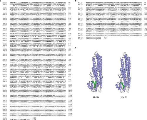 Figure 10. In silico comparison of Hbl B and Hbl B’ of B. cereus strain F837/76. A. DNA sequence alignment using clustal omega [46] of hblA and the 273 bp longer hblB gene. B. Amino acid sequence alignment using clustal omega [46] of the corresponding Hbl B and Hbl B’ proteins. C. Structural comparison. Protein models were gained using SWISS-MODEL [47]. The N-terminus is in the upper part of each image, the C-terminus is centred in the front of each image, and the C-terminal amino acid is highlighted. Hbl B: Sequence identity to Hbl B with solved crystal structure (PDB ID: 2nrj; [15]) = 99.42 %. Hbl B’: 2nrj was also used as template, sequence identity = 71.39 %. For the C-terminal part, which is not similar to Hbl B (refer to A and B), no template exists and thus, it could not be modeled.
