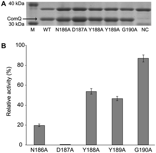 Fig. 2. Effects of Substitution of Five Amino Acid Residues of the Pseudo-SARM in ComQ with Alanine.Note: (A) SDS-PAGE analysis of alanine-substituted mutants. NC is negative control carried out without IPTG addition for wild-type ComQRO-E-2. (B) Enzymatic activities of alanine-substituted mutants. The activities are represented by percent yield of geranylated peptides relative to the wild type. The values are the means of triplicate samples and error bars represent standard deviations.