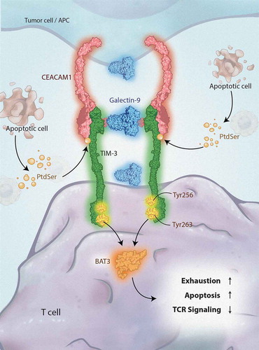 Figure 1. TIM-3 signaling. APC, antigen-presenting cell; BAT3, HLA-B–associated transcript 3; CEACAM1, carcinoembryonic antigen–related cell adhesion molecule 1; PtdSer, phosphatidylserine; TCR, T-cell receptor; TIM-3, T-cell immunoglobulin domain and mucin domain 3