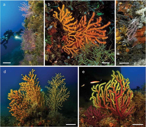 Figure 1. Morphological and chromatic variations of Paramuricea macrospina (a–d) and P. clavata (e). (a) Corsica Island (credit: Laurent Ballesta, Andromede Océanologie). (b) Skerki Bank. (c) Pantelleria Island. (d) Sciacca Shoal. Scale bars: a–d = 5 cm; e = 10 cm.