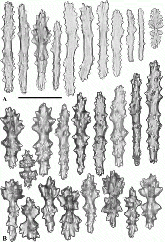 Figure 5.  Anthomastus gyratus sp. nov. holotype (ZMMU Ec-108). A. Sclerites of tentacles of autozooid. B. Sclerites of anthocodia wall. Scale 0.1 mm.
