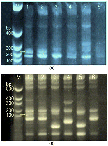 Figure 7. The purified genomic DNA was quantified and equal amount of DNA was used for PCR amplification. (a) Amplified genomic DNA of blast resistant and susceptible genotypes with SSR primer RM 224 and (b) with SSR RM144. The Lane M:100 bp, lane 1:1-KJT-2 (R),Lane 2:KJT-5 (R), Lane 3-TETEP (R), Lane 4:Chimansal(S), Lane 5:NLR-20104 (R),Lane 6:-EK-70 (S).
