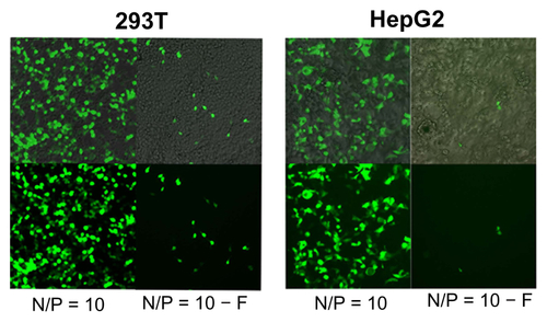 Figure S3 Plasmid DNA transferring comparison using polyethylenimine (PEI) for 293T (A) and HepG2 (B) cell lines, observed by inverse fluorescent microscopy either with (N/P = 10) or without filtration (N/P = 10 − F) in fetal bovine serum-free medium.Abbreviation: N/P, nitrogen-from-PEI/phosphate-from-DNA ratio.