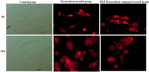 Figure 8. Confocal fluorescence images showing intracellular localization of free drug, Doxorubicin and ELP-Doxorubicin conjugate.