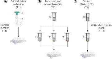 Figure 1. Clinical saliva collection in the multiple ascending-dose volunteer study and illustration of validation quality control (QC) samples with one-step tube transfer.