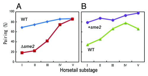 Figure 2. Robust pairing is mediated by the sme2 sequence. (A) Pairing frequency at the sme2 locus during progression through the horsetail stage decreases with deletion of the sme2 sequence (Δsme2) compared with the wild-type (WT). (B) Pairing frequency at the ade8 locus increases with insertion of the sme2 sequence (+sme2) compared with the wild-type (WT).