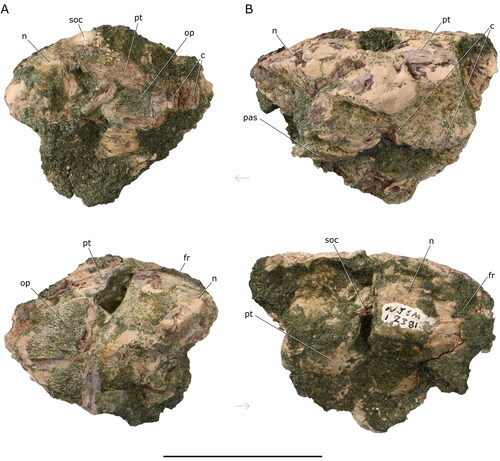 Figure 5. Referred specimens of †Iridopristis parrisi. NJSM GP12381, Hornerstown Formation, early Paleocene (Danian), New Jersey, USA, comprising remains of two individuals preserving portions of neurocrania, pectoral girdle, opercular series and vertebral column. Upper row depicts the left side of specimens, lower row depicts the right side of specimens. A, individual preserving neurocranium including intact supraoccipital crest, fragments of left hyomandibula, right operculum, both posttemporals, and the first three vertebral centra; and B, specimen preserving neurocranium including fragmentary supraoccipital crest, right operculum, both posttemporals, and the first three vertebral centra. Abbreviations: c, centra; fr, frontal; n, neurocranium; op, opercular; pas, parasphenoid; pt, posttemporal; soc, supraoccipital. Arrows indicate anatomical anterior. Scale bar represents 5 cm.