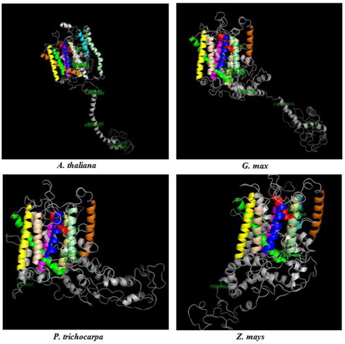 Figure 4. 3 D models of BOR1 transporters from Arabidopsis thaliana, Glycine max, Populus trichocarpa and Zea mays. TMDs were specified with different colors, TMD1 with red, TMD2 with blue, TMD3 with yellow, TMD4 with magenta, TMD5 with cyan, TMD6 with orange, TMD7 with green, TMD8 with wheat, TMD9 with pale green, TMD10 with pale yellow, and other structures with gray. Labeled residues show the potential motif signatures identified in alignment analysis.