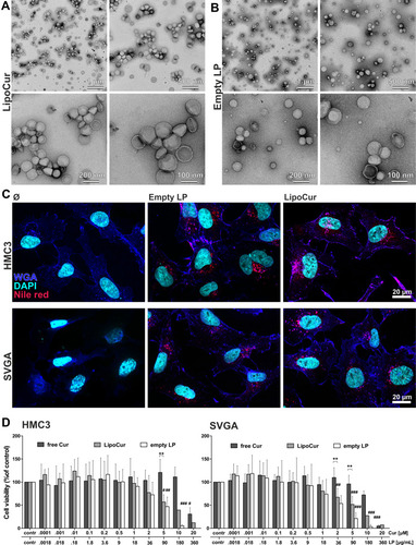 Figure 3 Ultrastructure of curcumin loaded and empty liposomes, cellular uptake and cell viability of HMC3 microglia cells and SVGA astrocytes upon incubation with liposomal and free curcumin. (A) Curcumin loaded liposomes and (B) empty liposomes were visualized by transmission electron microscopy (TEM) at different magnifications. Similar average sizes and size distributions could be obtained as with DLS measurements after 180 days. (C) Liposomes were labelled red using nile red, and cellular uptake was monitored after 24 h incubation with human microglia cells HMC3 or human astrocytes SVGA. Nuclei were counterstained with DAPI (shown in cyan) and membrane structures with Alexa Fluor-647 labelled wheat germ agglutinin (shown in blue) to visualize the localization of the red labelled liposomes within the cell boundaries. Representative images from n = 2 independent experiments, scale bars indicate 20 µm. (D) To test the influence of liposomal curcumin on cell viability, human microglia cells (HMC3, left) or astrocytes (SVGA, right) were incubated with different concentrations of free curcumin (free Cur), curcumin loaded liposomes (LipoCur) containing the same amounts of curcumin (a final concentration of 1 µM curcumin corresponds to 18 µg/mL loaded liposomes) or the corresponding amounts of empty liposomes (empty LP) for 3 days. Viability was determined in duplicates using a WST-assay for n = 4–10 independent experiments, graphs show mean values ± SD. For HMC3 microglia, there was no significant reduction in viability to be observed up to 10 µM for free curcumin (IC50 19.6 µM), and up to 1 µM for liposomal curcumin (IC50 5.3 µM). Empty liposomes only reduced microglia viability starting from 90 µg/mL (IC50 86.4 µg/mL). SVGA cells showed quite similar results while being a bit more sensitive, with IC50 values of 11.6 µM for free curcumin, 2.1 µM for liposomal curcumin and 36.4 µg/mL for empty liposomes. Statistical significant differences to unstimulated controls (corresponding to 100%) were analyzed by One-Way-ANOVA followed by Dunnett’s multiple comparison test and are indicated by rhombs (#p<0.05, ##p< 0.01, ###p<0.001), while differences between free and liposomal curcumin are analyzed by Two-Way-ANOVA followed by Bonferroni’s multiple comparison test and marked by asterisks (**p<0.01).