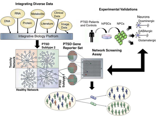 Fig. 1 Schematic for a network approach to disease understanding and drug discovery. To understand conditions such as PTSD, we must link the molecular biology of such conditions to the pathophysiology of the condition (Schadt, Citation2009; Schadt et al., Citation2009). Integrating diverse, large-scale data provides a path to construct predictive network models of disease that in turn can inform on novel therapeutics. Here, panomic, clinical (which includes information on environmental exposures and social factors), imaging, and literature data are integrated to construct networks that inform on different subtypes of disease, healthy states, and network components associated with toxicity or other adverse events. Predictive models that define networks for a given disease subtype or toxicity can be used to construct gene expression assays that can be screened in a high throughput screening context to assess the effect any given compound has on a specific network in cells relevant to the condition under study. Screening carried out in this way can lead to the rapid identification of compounds that affect disease networks in favorable ways, while simultaneously identifying compounds that hit networks associated with toxicity or other adverse events. In this way, compounds can be identified that target specific subtypes of disease without targeting networks that can lead to toxicity or adverse events.