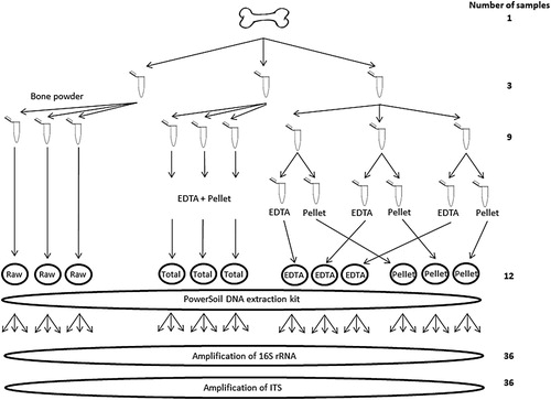 Figure 1. Flow diagram illustrating the four different methods tested during extraction of microbial DNA from bone, and the two different amplicon primer sets used. The different methods tested were one without predigestion (termed “raw”), and three treatments incorporating EDTA pre-digestion and filtering through Amicon tubes. These latter 3 methods differed in whether the undigested pellet, and EDTA supernatent were either mixed back together (termed “total”) or kept separately (termed “EDTA” and “pellet”) prior to final purification.