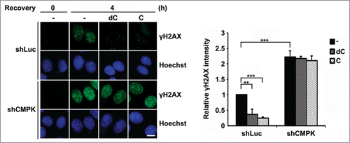 Figure 2. The effects of exogenous supplement of cytidine and deoxycytidine on DNA repair via CMPK in serum-deprived cells. Control (shLuc) or CMPK knockdown (shCMPK) MCF-7 cells were serum-deprived for 3 days and preincubated with 5 μM deoxycytosine (dC) or cytosine (C) for 8 h before UV irradiation. After recovery with or without 5 μM dC or C for 4 h, cells were fixed for γH2AX immunofluorescence staining. Scale bar, 10 μm. Fluorescence intensity was expressed relative to that in shLuc cells without dC and C. 50 cells were analyzed for each experiment (n = 3), error bars represent s.d., **, P < 0.01, ***, P < 0.001 based on Student's t-test.