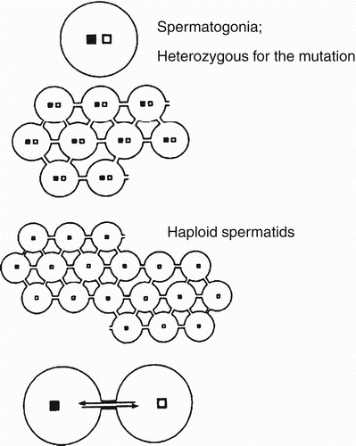 Figure 5.  A reason why many mutations related to male infertility factors are hidden in the general population. The germ cells developing from a single spermatogonium remain cytoplasmically connected to one another during spermatogenesis. Most of the genes responsible for male infertility are likely recessive. Therefore, there is no effect on germ cell differentiation if the spermatogonia contain a mutation in one allele of a gene important for spermatogenesis, the germ cells are capable of exchanging mRNAs and proteins effectively negating the mutation. All spermatozoa are morphologically and functionally normal and fertile (from [Engel et al. Citation1996]).