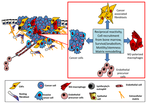 Figure 1. Cross-talk among different components of the tumor stroma. Cancer cells engage in a complex and reciprocal relationship with cancer-associated fibroblasts (CAFs), M2 macrophages, and bone marrow-derived endothelial cell precursors. CAFs not only stimulate malignant cells to undergo the epithelial-mesenchymal transition and to acquire other stem cell-like traits, but also recruit endothelial cell precursors and monocytes to the tumor site, thus stimulating angiogenesis as well as the polarization of monocytes toward the M2 phenotype. In turn, M2 macrophages enhance the reactivity of CAFs, thereby affecting the whole stromal context in which cancer cells progress toward malignancy.