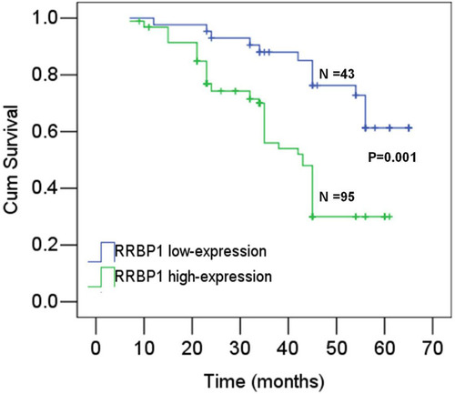 Figure 2 Kaplan–Meier survival analysis shows patients with RRBP1 overexpression had unfavorable survival.