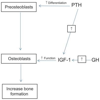 Figure 2 Role of pulsatile parathyroid hormone on osteoblast differentiation and function.