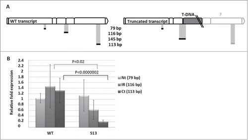 Figure 3. Quantitative RT-PCR for detection of 3 different parts of NBR1 transcript (Nt, N-terminal region of the cDNA, 79 bp; IR, intermediate region of the cDNA, 116 bp, Ct, C-terminal region of the cDNA, 113 bp) in non-stressed WT (Col-0) and SALK_135513 plants. (A) Schematic location of the expected PCR fragments on the WT and mutated mRNA of NBR1 (boxes represent individual exons); (B) Results of qRT-PCR in WT (Col-0) and SALK_135513 (S13) plants indicating the similar level of Nt but reduced amounts of IR and Ct in SALK_135513 as compared to WT. Data bars represent the mean (±SD) of 2 biological repeats performed in technical triplicate for WT and 4 biological repeats performed in technical triplicate for SALK_135513.