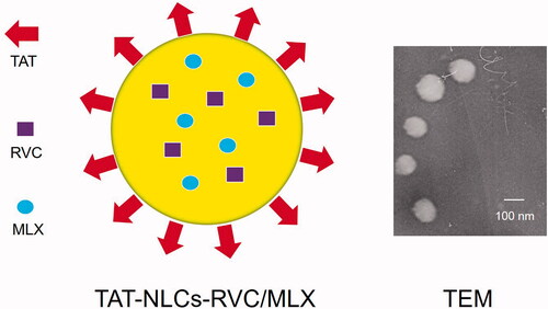 Figure 1. Scheme graph and morphology of TAT-NLCs-RVC/MLX.