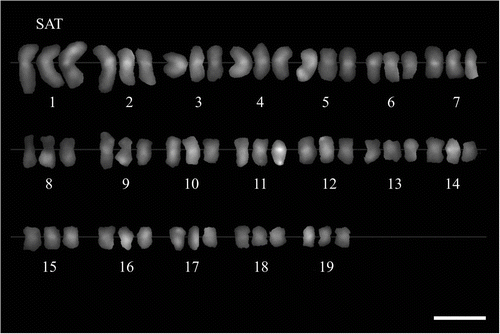 Figure 3 Karyogram of Miscanthus  ×  giganteus (2n  =   57), C-banding/DAPI staining. Satellite chromosomes (SAT) indicated. Scale bar   =   5 μm.