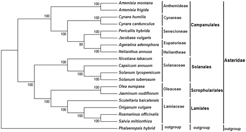 Figure 1. Phylogenetic tree of 18 Asteridae species, based on the complete chloroplast genome. The tree was generated by neighbor-joining (NJ) method using the MEGA6 program. Bootstrap values are indicated on the branches. The tribe names of the corresponding species are indicated on the right margin. Accession numbers: Solanum tuberosum DQ386163, Jasminum nudiflorum DQ673255, Olea europaea GU931818, Origanum vulgare JX880022, Capsicum annuum KJ619462, Cynara cardunculus KM035764, Solanum lycopersicum KP331414, Scutellaria baicalensis KR233163, Helianthus annuus NC_007977, Jacobaea vulgaris NC_015543, Ageratina adenophora NC_015621, Salvia miltiorrhiza NC_020431, Artemisia frigida NC_020607, Artemisia Montana NC_025910, Cynara humilis NC_027113, Rosmarinus officinalis NC_027259, Nicotiana tabacum Z00044, Phalaenopsis hybrid NC_025593 and Pericallis hybrida KT285537.