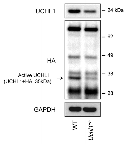 Figure 1. UCHL1 activity and expression are decreased in islets isolated from Uchl1nm3419 heterozygous mice (Uchl1+/−). Activity of UCHL1 was assessed by active-site labeling of deubiquitinating enzymes. Islet obtained from 8–10-wk-old WT and Uchl1+/− mice were incubated with HA-Ub-VS and lysates were analyzed by western blotting using anti-HA antibody. Levels of UCHL1 were analyzed by western blotting. Levels of GAPDH were shown as loading control.