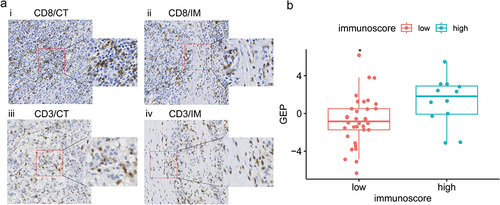 Figure 6 Analysis of correlation between the Rad-score and Immunoscore in the independent cohort. (a) Representative examples of CD8+ (i, ii) and CD3+ (iii, iv) immunostaining in tumor center (CT) and invasive margin (IM) of HCC tissue specimens with high Rad-score. Immunostained cells were brown and tumor cells were blue in color. (b) The Rad-score of the high Immunoscore group (blue) was significantly higher than that of the low Immunoscore group (red). * p < 0.05.