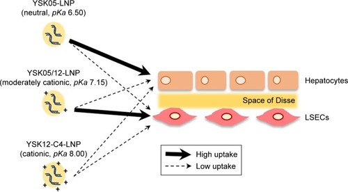 Figure 8 Schematic illustration of the current strategy and findings.Note: Manipulating the pKa value of the LNP’s membrane for optimizing the targeting of LSECs.Abbreviations: LNP, lipid nanoparticle; LSECs, liver sinusoidal endothelial cells; pKa, acid dissociation constant.