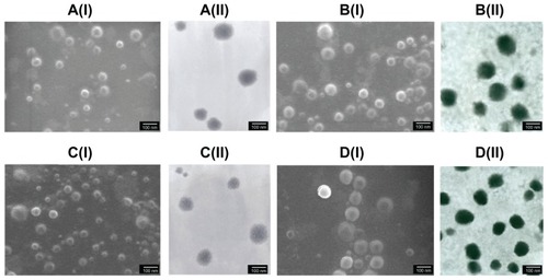 Figure 2 Images of FE-SEM (I) and TEM (II) micrographs of ChS-CS nanoparticles and FITC-BSA-loaded ChS-CS nanoparticles. (A) Blank ChS-CS nanoparticles (+). (B) FITC-BSA-loaded ChS-CS nanoparticles (+). (C) Blank ChS-CS nanoparticles (−). (D) FITC-BSA-loaded ChS-CS nanoparticles (−).Note: Bar 100 nm.Abbreviations: BSA, bovine serum albumin; ChS, chondroitin 4-sulfate sodium salt; CS, chitosan; FITC, fluorescein isothiocyanate; FE-SEM, field emission scanning electron microscopy; TEM, transmission electron microscopy.