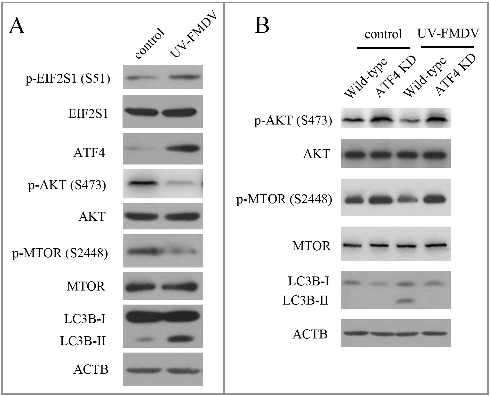 Figure 3. UV-FMDV infection induces autophagy. (A) PK-15 cells were mock infected or infected with UV-FMDV for 3 h (MOI = 10). LC3B and phosphorylation of EIF2S1, AKT and MTOR were analyzed by western blot. ACTB was used as a sample loading control. (B) ATF4 KD and wild-type cells were infected as described in (A).