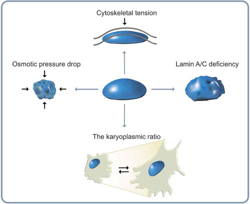 Figure 2. Alteration of nuclear morphology. Diverse morphological changes of the cell nucleus depend on the situation that the cell encounters. The nuclear volume decreases with reduction in osmotic pressure. The perinuclear actin cap aligns the nucleus along actin filaments during directed cell migration. A-type lamin deficiency attenuates nuclear structural integrity of human cells. The karyoplasmic ratio, a ratio of nuclear volume to cell volume (N/C ratio), is kept constant.