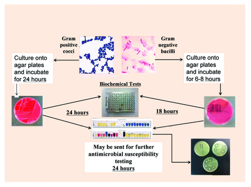 Figure 1. Conventional laboratory identification process.