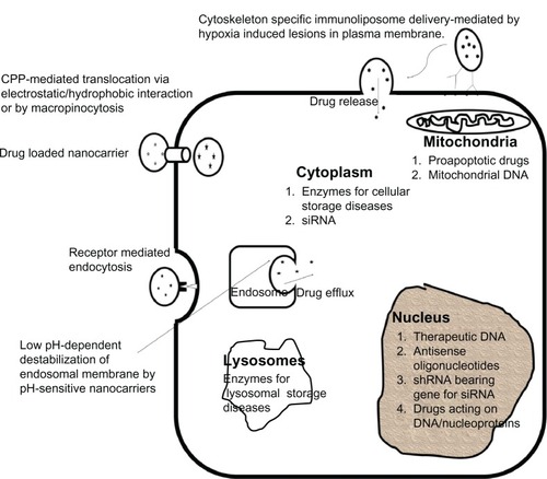 Figure 2 Intracellular drug delivery by various strategies to cytoplasm, nucleus, mitochondria, or lysosome and the targeting moieties to these organelles.