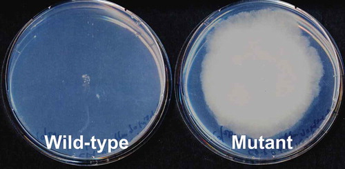 Figure 1. Growth of the wild-type and spontaneous resistant mutant strains on azole-containing medium. Both strains were inoculated on Czapek–Dox agar medium supplemented with 10 μg/mL miconazole and grown for 10 days at 30°C.
