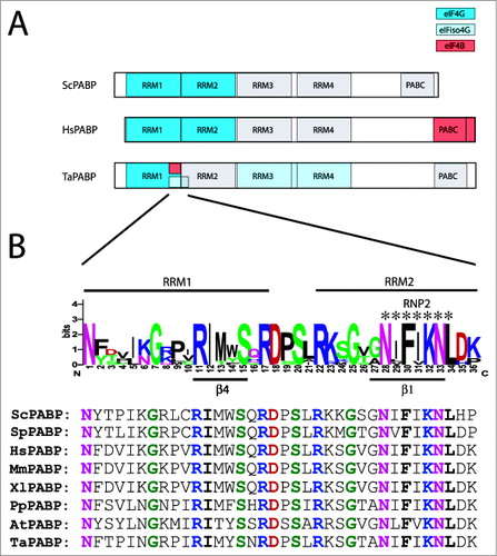 Figure 4. Partner protein interactions of PABP in higher eukaryotes. (A) The RNA and protein binding domains in wheat PABP (TaPABP), human PABP (HsPABP), and yeast PABP (ScPABP). are shown. Interaction domains for partner proteins are indicated by color with a key included. (B) Below the wheat PABP is a sequence logo for higher and lower eukaryotic PABP proteins encompassing the eIF4G, eIFiso4G, and eIF4B binding sites of the wheat PABP. For this analysis, a sequence alignment from yeast, animal, and plant PABP homologs was generated using EBI MUSCLE. A sequence logo was generated from the aligned sequences in which the most conserved one or residues at each position are shown as the consensus. The sequences part of RRM1 or RRM2 domains are indicated by the labels above the logo. The RNP2 motif of RRM2 is indicated by the asterisks. The fourth β sheet (β4) of RRM1 and the first β sheet (β1) of RRM2 are indicated by the labels below the logo. The logo was constructed from PABP homologs from Saccharomyces cerevisiae (ScPABP, NM_001179055), Schizosaccharomyces pombe (SpPABP, NM_001018809), Homo sapiens (HsPABP, NM_002568), Xenopus laevis (XlPABP, NM_001086735), Mus musculus (MmPABP, NM_008774), Physcomitrella patens (PpPABP, Pp1s257_72V6), Arabidopsis thaliana (AtPABP, At2g23350), and Triticum aestivum (TaPABP, TAU81318). Below the logo are the sequences from each species used in which invariant residues are colored as in the sequence logo.
