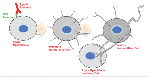 Figure 1. When grown for short periods of time with antibody to the TPO receptor, the leukemia cells are induced to form round cells with “needle like” filopodia. When grown for longer periods, the induced cells present more elongated-dendrites. Some of the projections from the induced cells interact with the target cells and lyse them by injecting cellular toxins.