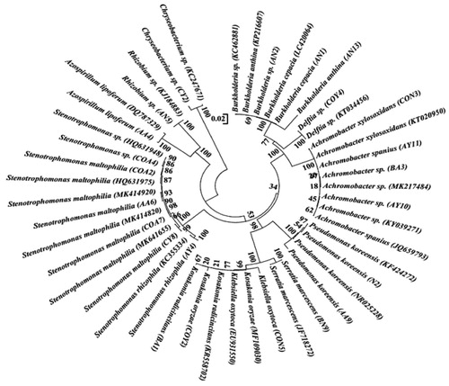 Figure 2. The phylogenetic tree of the 16S rRNA gene of selected diazotrophic rhizobacteria from sugarcane. The evolutionary relationship was inferred with the Neighbor-Joining method. The percentage of replicate trees in which the related taxa clustered together in the bootstrap test (1000 replicates). The evolutionary distances were computed using the Kimura 2-parameter. The analysis involved 46 nucleotide sequences. All positions containing gaps and missing data were removed. Evolutionary analyses were showed using MEGAX.