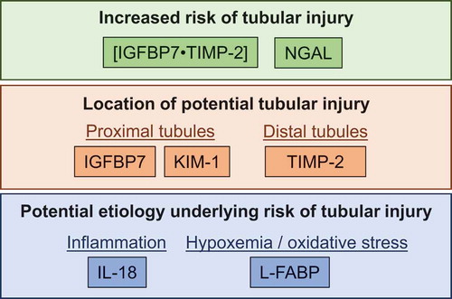 Figure 3. Example of how increases in urinary biomarkers of acute kidney injury can be used to identify the relative risk of tubular injury, the location of this potential injury, and the etiology that may be underlying the risk of tubular injury. Abbreviations – [IGFBP7•TIMP-2]: the product of insulin-like growth factor binding protein 7 (IGFBP7) and tissue inhibitor metalloproteinase-2 (TIMP-2), KIM-1: kidney injury molecule-1, IL-18: interleukin-18, L-FABP: liver-type fatty acid binding protein