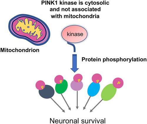 Figure 2. In vivo studies of PINK1. In the primate brain, PINK1 kinase (55-kDa) is stably expressed in the cytoplasm and is not associated with mitochondria. It phosphorylates a large number of proteins to maintain neuronal survival.