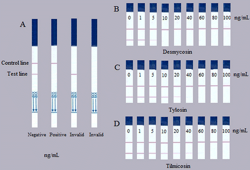 Figure 2. The illustrations of immunochromatographic assay (ICA) results (A) and the visual limit of detection of single antibiotics [(B) desmycosin, (C) tylosin, (D) tilmicosin] with ICA test: upper line, C line; lower line, T line. The standard solutions of desmycosin, tylosin and tilmicosin at each final concentration of 0, 1, 5, 10, 20, 40, 60, 80 and 100 ng/mL (numbers across the top of strips from left to right) were tested.