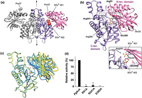 Figure 6. Structural analysis of PgAck. (a) The dimeric structure of PgAck (shown using subunits C and D). The two domains in subunit D are colored pink (N-terminal domain) and purple (C-terminal domain), and both domains of subunit C are colored dark gray. The two sulfate ions (SO42- 401 and 402) bound in the cleft in subunit D, and Pro37 at the edge of the cleft in both subunits, are shown as spheres. The 2-fold axis is indicated by arrows. (b) The subunit structure of PgAck viewed in the same orientation as (a). Residues mutated in this study (labeled with bold letters), with hydrogen-bonding interactions between the domains, and with bound sulfate ions are shown in ball-and-stick representation. Hydrogen bonds are indicated by dashed lines. An enlarged view of the active site is shown in the inset. (c) Superposition of PgAck subunits using Cα atoms of the C-terminal domain (rmsd <0.35 Å, ~234 Cα atoms). The position of the N-terminal domain relative to the C-terminal domain is different among the subunits. Subunits A, C, and D are colored yellow, light green, and blue, respectively. Although subunit B is slightly more similar in conformation to subunit A, it is not shown to simplify the figure. The two sulfate ions bound to subunit D are also illustrated. (d) Enzyme activity of WT and mutant PgAck enzymes. Initial ATP production velocities were measured, and enzyme activities are indicated relative to that of WT PgAck. Data are presented as means ± standard deviation of three independent experiments (*p < 0.01).